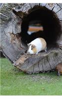 Tan and White Guinea Pig Animal Journal: 150 Page Lined Notebook/Diary