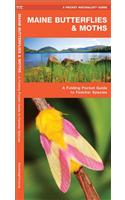 Maine Butterflies & Moths: An Introduction to Familiar Species