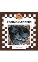 Common Adders