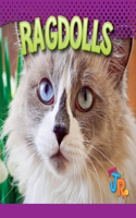 Ragdolls: (Our Favorite Cats)