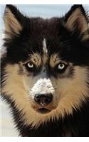 Siberian Husky Dog Portrait Journal: 150 page lined notebook/diary
