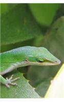 Little Green Lizard Up Close in the Garden Reptile Journal: 150 Page Lined Notebook/Diary