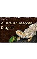Close to Australian Bearded Dragons 2018