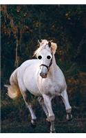 Google Eye Horse Journal: 100-page blank lined journal featuring a photo of a white horse with googly eyes