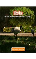 Ibis: Fun Facts and Amazing Photos of Animals in Nature