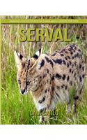 Serval