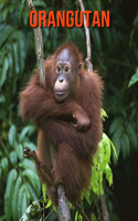 Orangutan