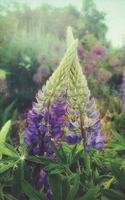 Lupine Love