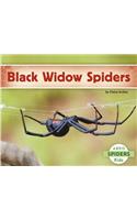Black Widow Spiders