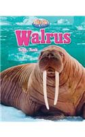 Walrus