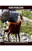 Chamois
