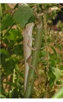 Southeast Asian Lizards Notebook
