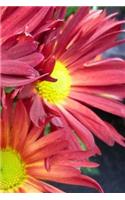 Gerbera Notebook: 150 lined pages, softcover, 6 x 9