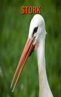 Stork