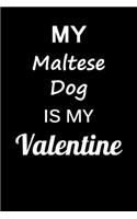 My Maltese Dog Is My Valentine