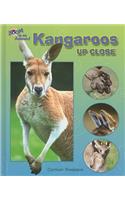 Kangaroos Up Close: (Zoom in on Animals!)
