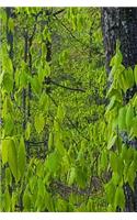 Forest Growth Spring Journal: (Notebook, Diary, Blank Book)