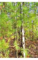 Spring Pine Forest Journal: (Notebook, Diary, Blank Book)