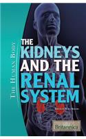 The Kidneys and the Renal System