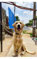 Golden Retriever Dog Pup Puppy Doggie Notebook Bullet Journal Diary Composition Book Notepad - Good Waiting
