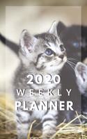 Weekly Planner: 53 week planner with a Playful Kitten / Cat themed cover for CAT lovers - with a month at a glance to help you organize and plan your everyday activ