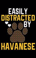 Easily Distracted by Havanese