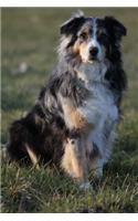 Australian Shepherd Sitting Journal: Take Notes, Write Down Memories in this 150 Page Lined Journal