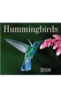 Hummingbirds 2018