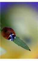Ladybug Notebook