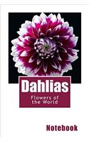 Dahlias