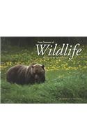 Four Seasons of Wildlife: Montana & Yellowstone