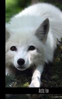 Arctic Fox