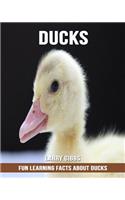 Fun Learning Facts about Ducks