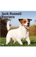 Jack Russell Terriers International Edition 2020 Square Btuk