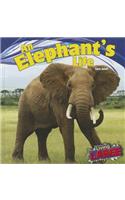 An Elephant's Life