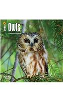 Owls 2018 Calendar