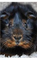 What a Face! Adorable Black and Tan Guinea Pig Up Close Journal