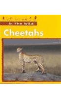 Cheetahs