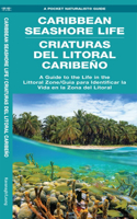 Caribbean Seashore Life (Criaturas del Litoral Caribeno)