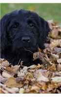 Labradoodle Notebook
