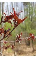 Journal First Spring Buds