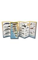 Marine Mammals of Northern & Central California