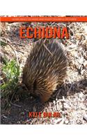 Echidna! Learn about Echidna and Enjoy Colorful Pictures