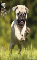 Pug Puppies Calendar 2020