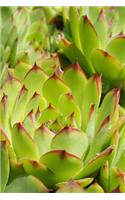 Sempervivum Houseleek Journal