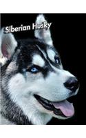 Siberian Husky: 2020 Weekly Calendar 12 Months 107 pages 8.5 x 11 in. Planner Diary Organizer Agenda Appointment Half Spread Blank Pages