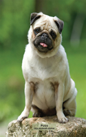 Pugs 2024 Engagement