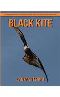 Black Kite