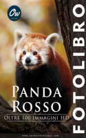 Panda rosso