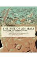 The Rise of Animals